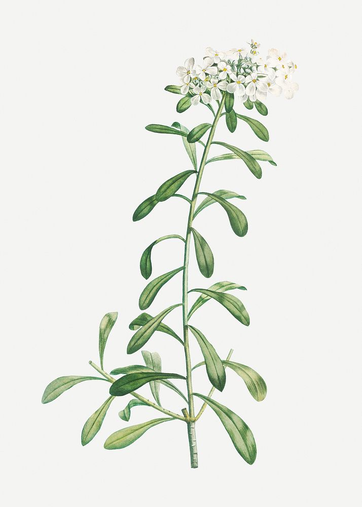 Vintage cluster of small white flowers illustration