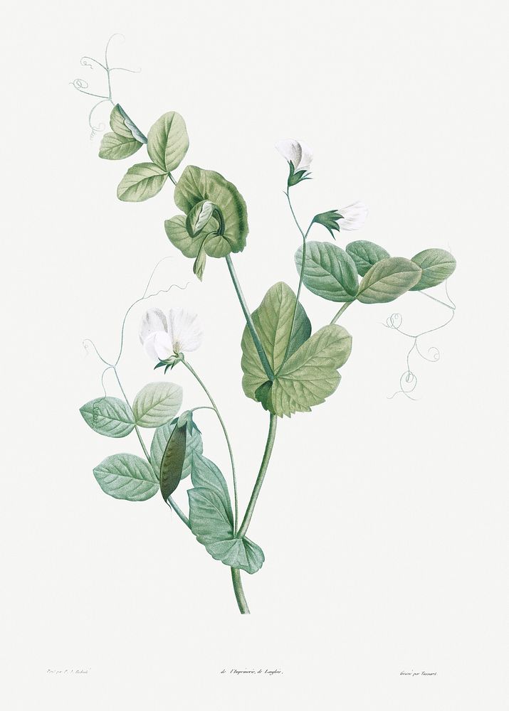 White lolliradio pea flower from La Botanique de J. J. Rousseau by Pierre-Joseph Redout&eacute; (1759&ndash;1840). Original…