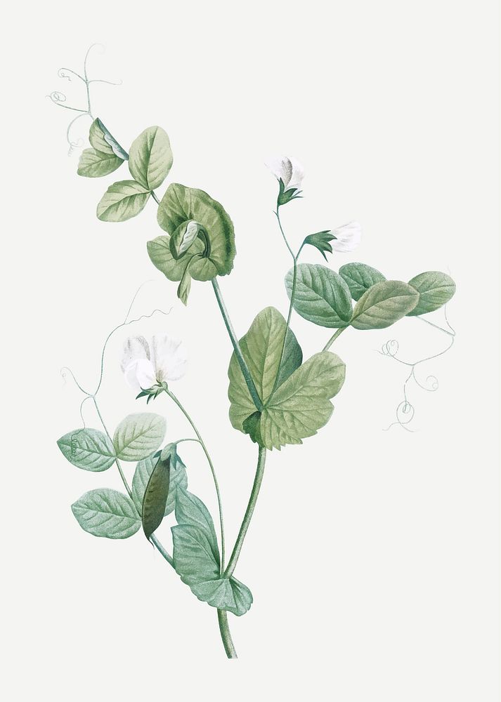 Vintage white lolliradio pea flower vector