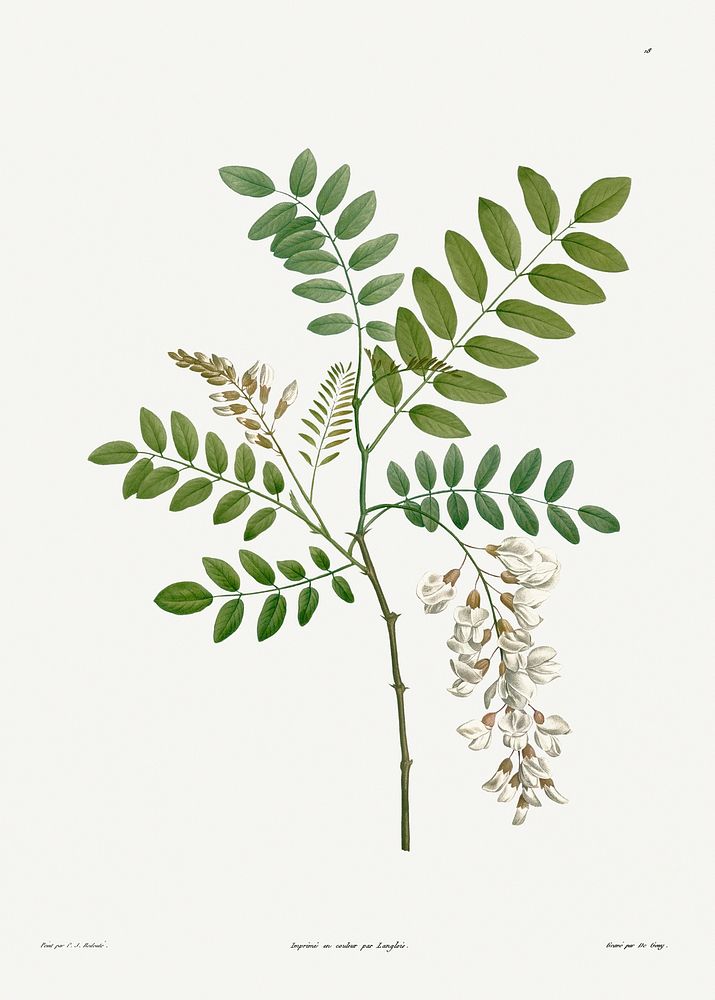 Acacia from La Botanique de J. J. Rousseau by Pierre-Joseph Redout&eacute; (1759&ndash;1840). Original from the Library of…