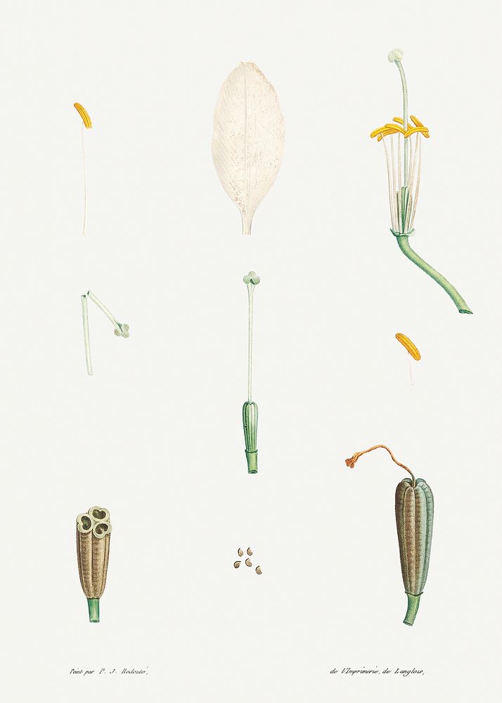 Flower parts from La Botanique de J. J. Rousseau by Pierre-Joseph Redout&eacute; (1759&ndash;1840). Original from the…