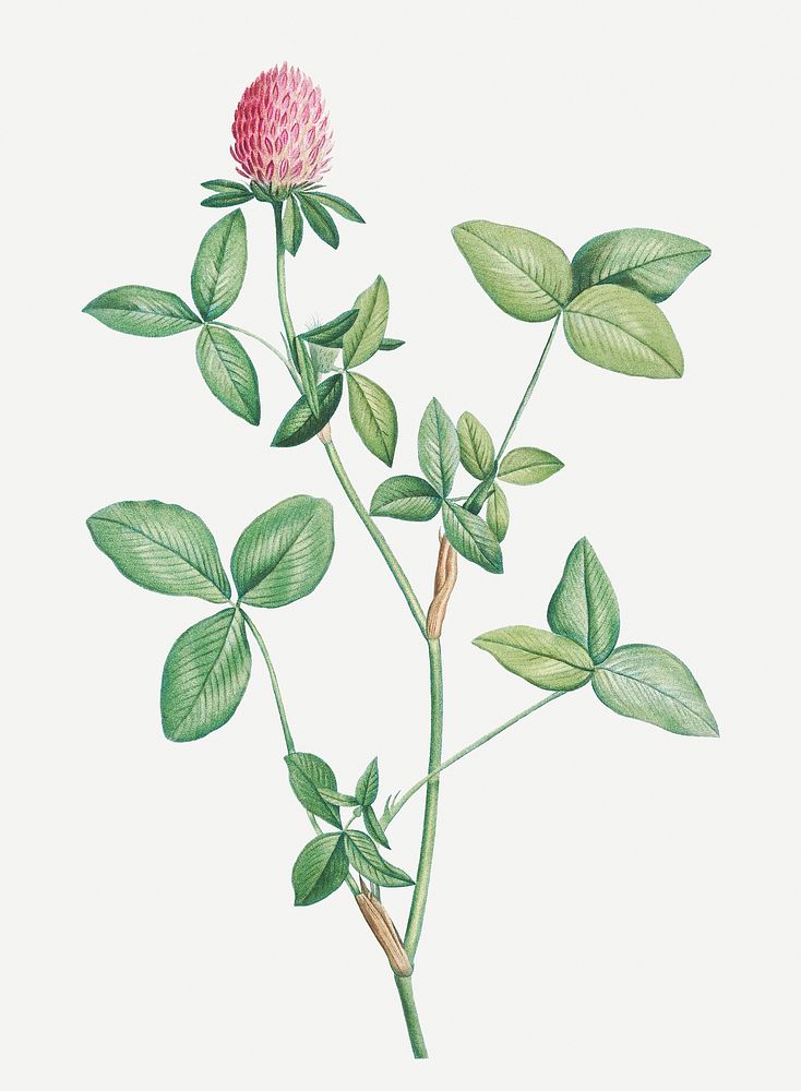 Vintage clover flower plant illustration