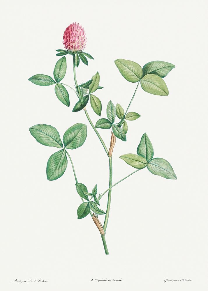 Clover flower from La Botanique de J. J. Rousseau by Pierre-Joseph Redout&eacute; (1759&ndash;1840). Original from the…