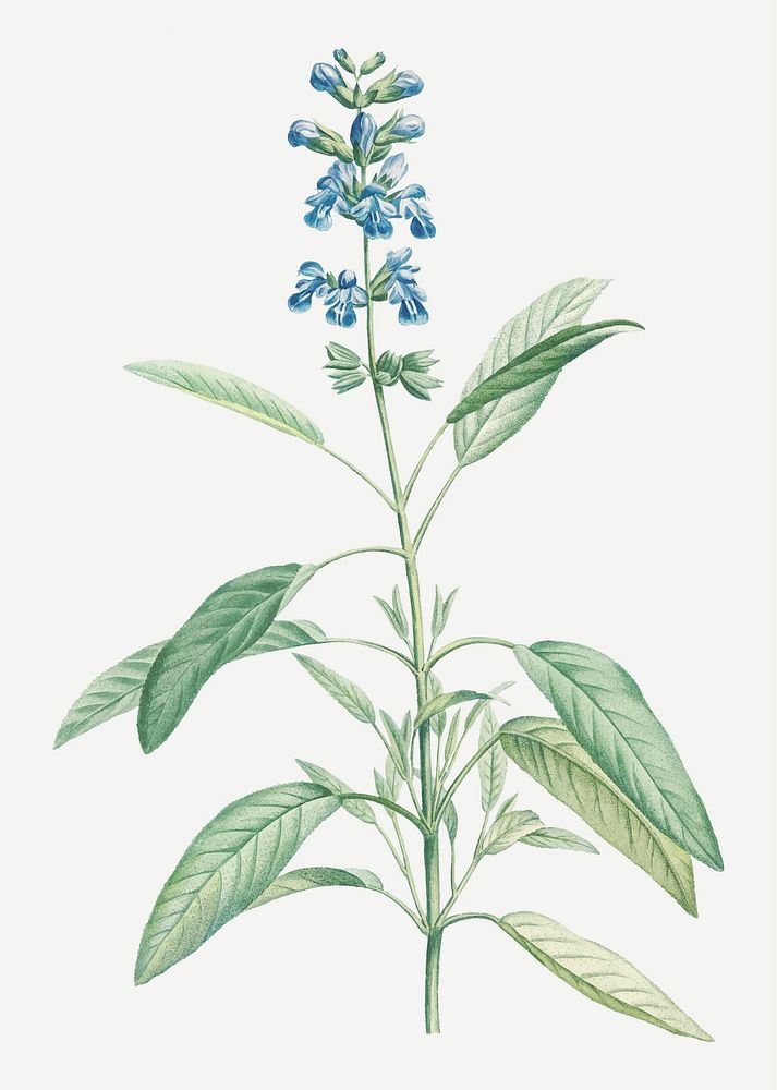 Vintage sage herb plant vector