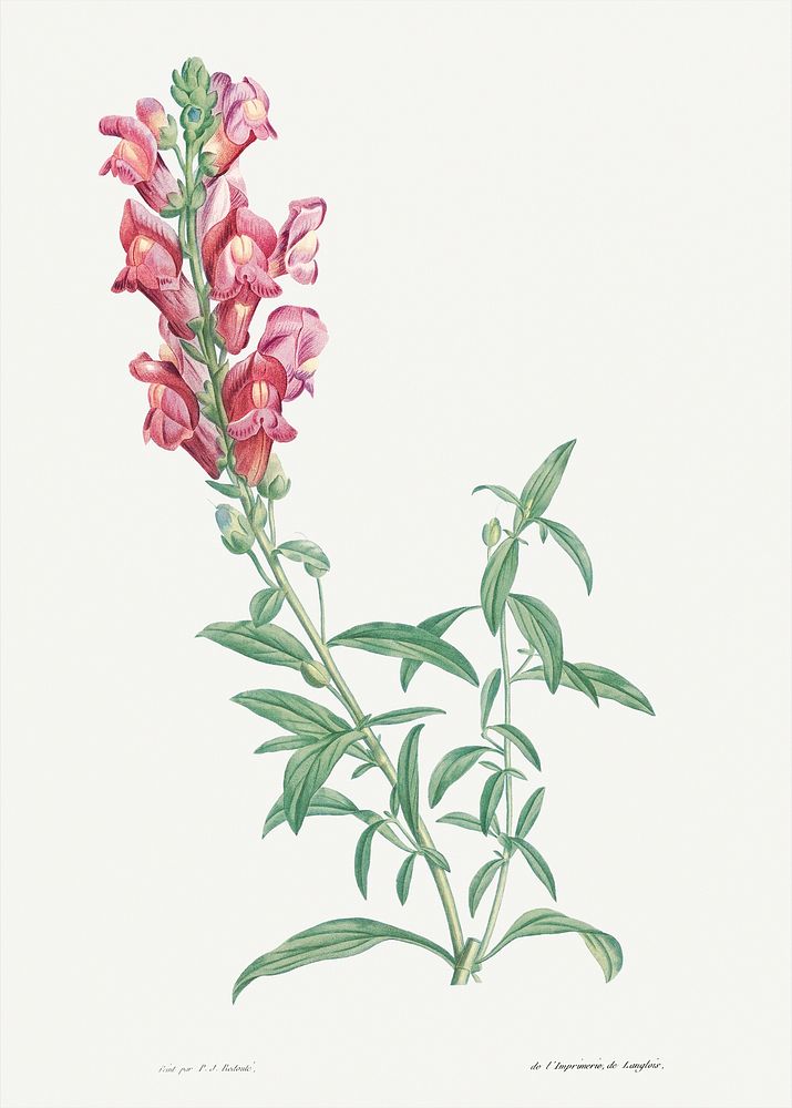 Dragon flowers from La Botanique de J. J. Rousseau by Pierre-Joseph Redout&eacute; (1759&ndash;1840). Original from the…