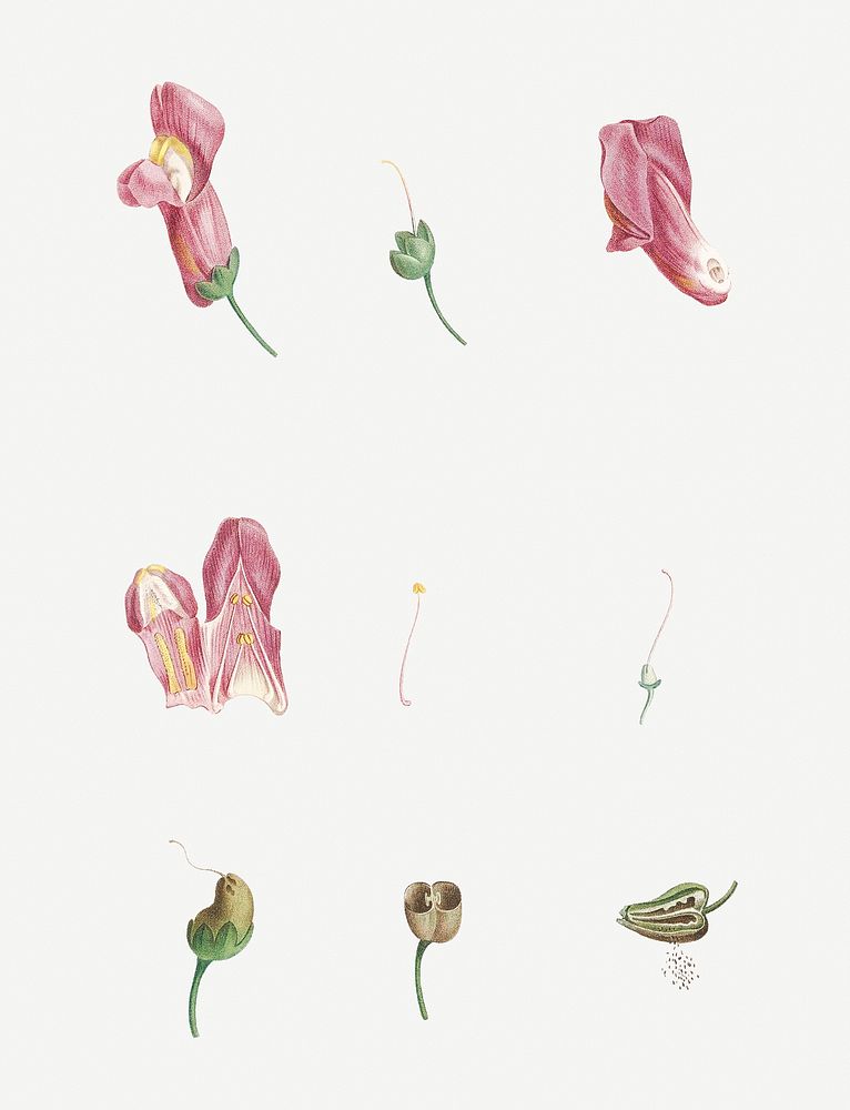 Vintage dragon flowers plant illustration