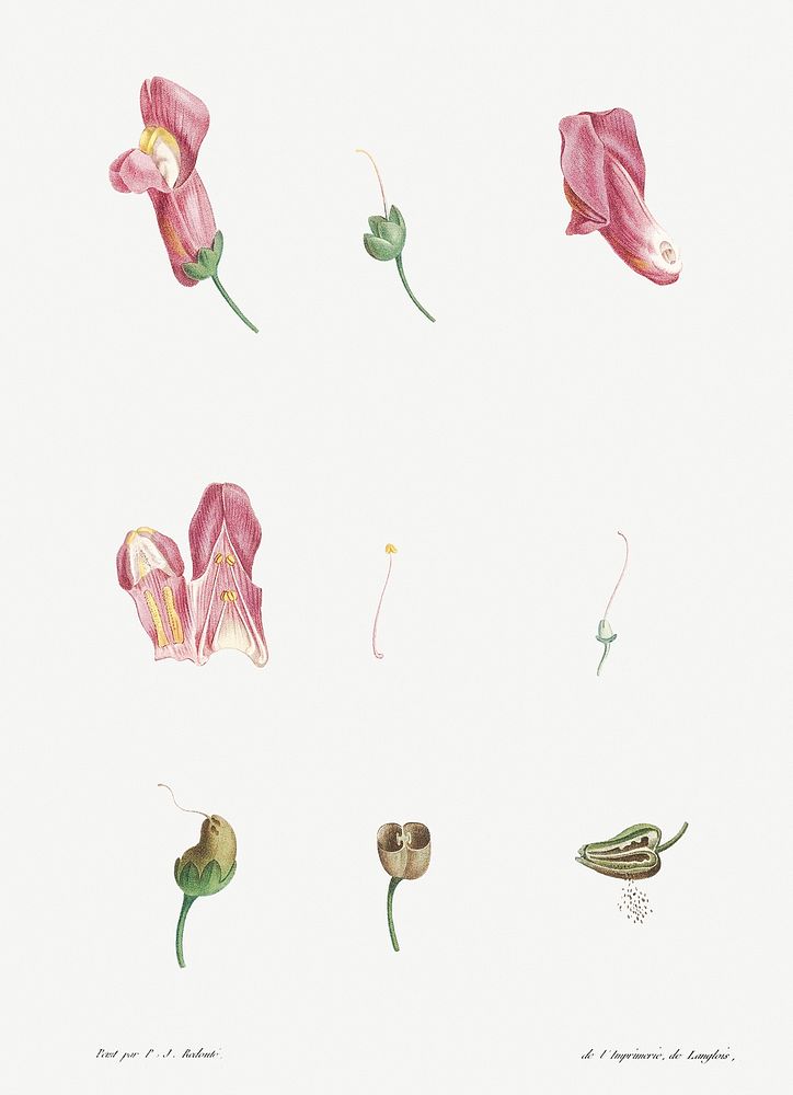 Dragon flowers from La Botanique de J. J. Rousseau by Pierre-Joseph Redout&eacute; (1759&ndash;1840). Original from the…