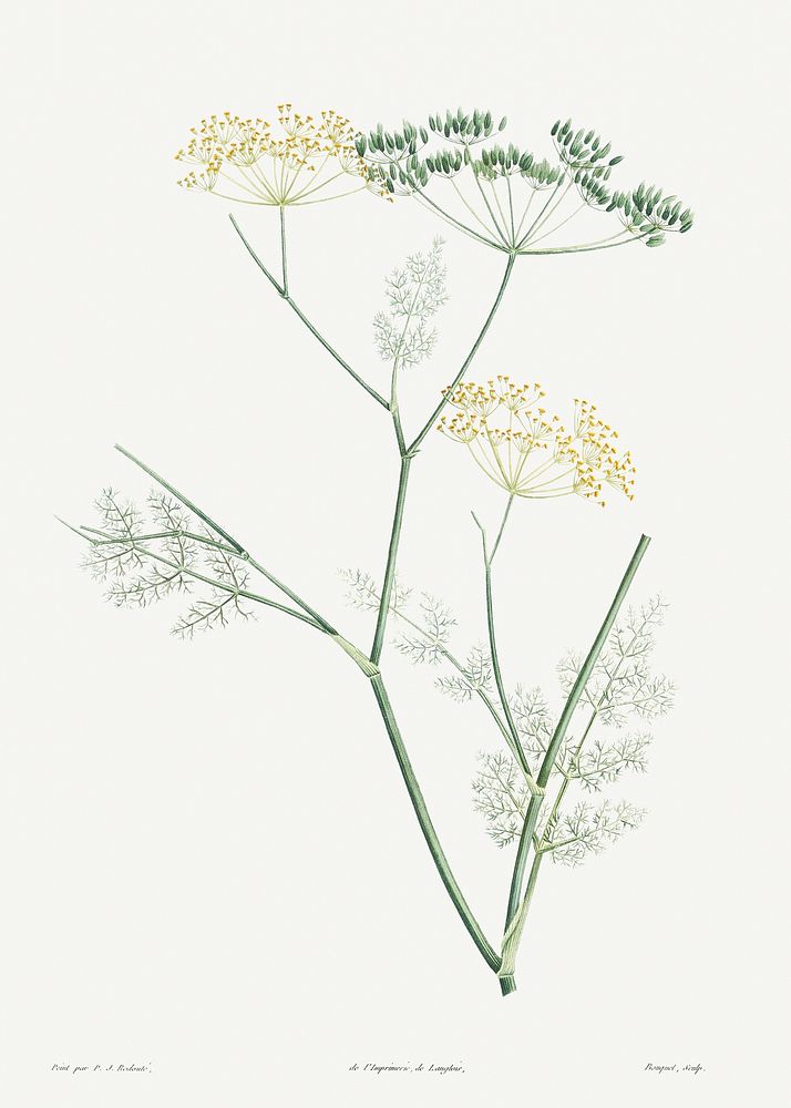 Fennel flowering plant from La Botanique de J. J. Rousseau by Pierre-Joseph Redout&eacute; (1759&ndash;1840). Original from…