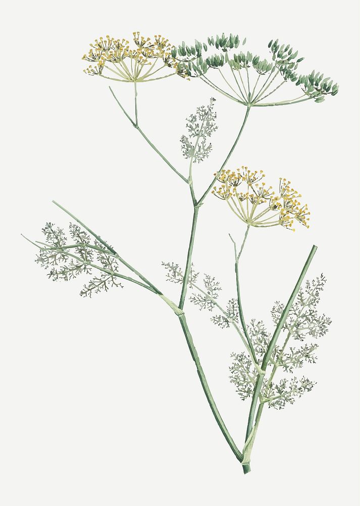 Vintage fennel flowering plant vector