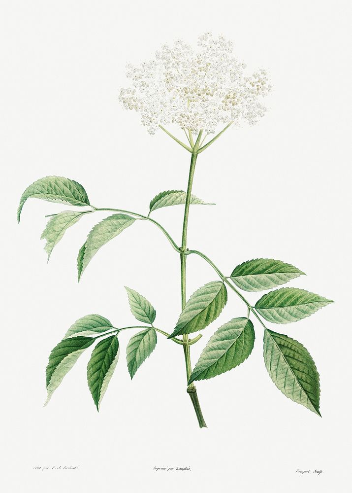Elderflowers from La Botanique de J. J. Rousseau by Pierre-Joseph Redout&eacute; (1759&ndash;1840). Original from the…