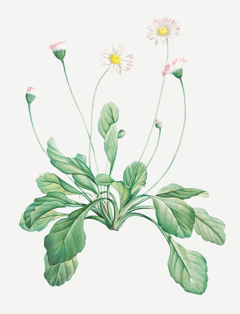 Vintage daisy flowering plant illustration