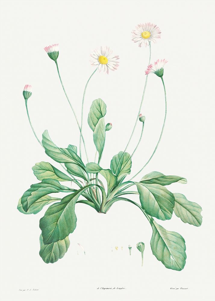 Daisy from La Botanique de J. J. Rousseau by Pierre-Joseph Redout&eacute; (1759&ndash;1840). Original from the Library of…