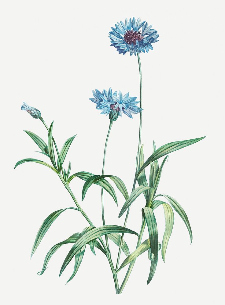 Vintage blue flowers illustration