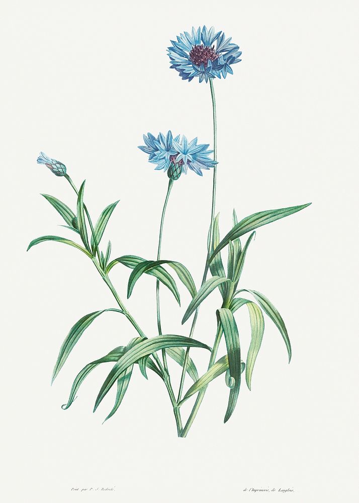 Blue flower from La Botanique de J. J. Rousseau by Pierre-Joseph Redout&eacute; (1759&ndash;1840). Original from the Library…