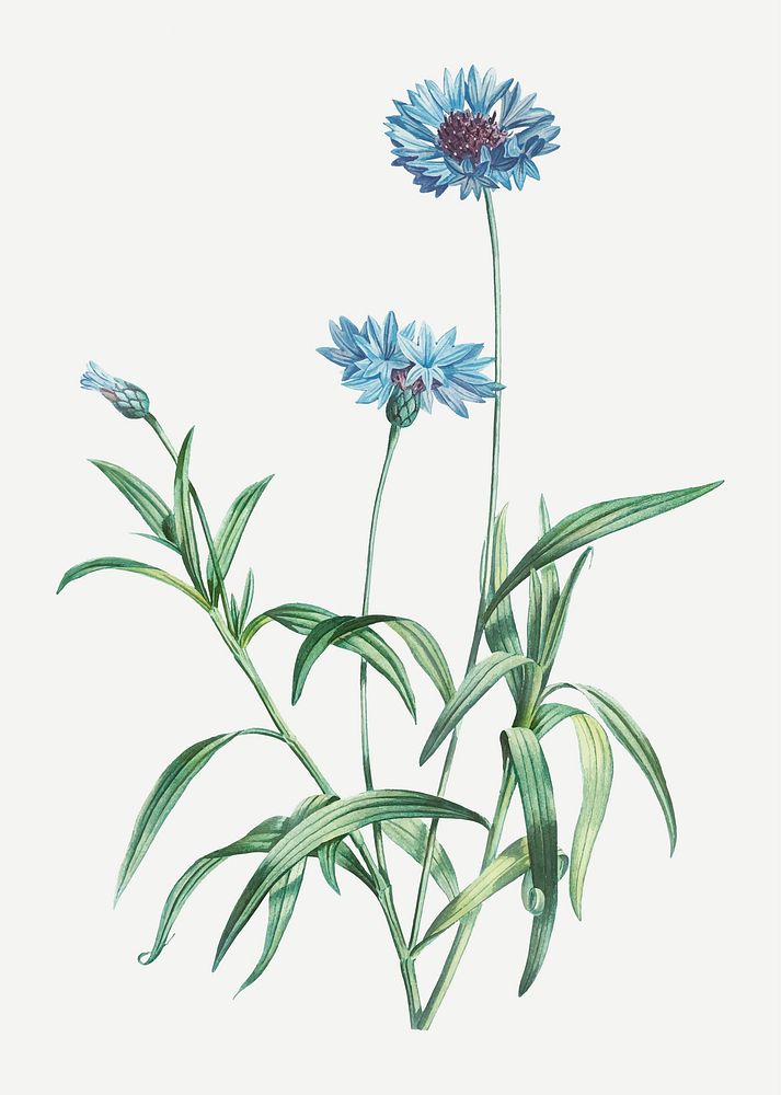 Vintage blue flowers vector