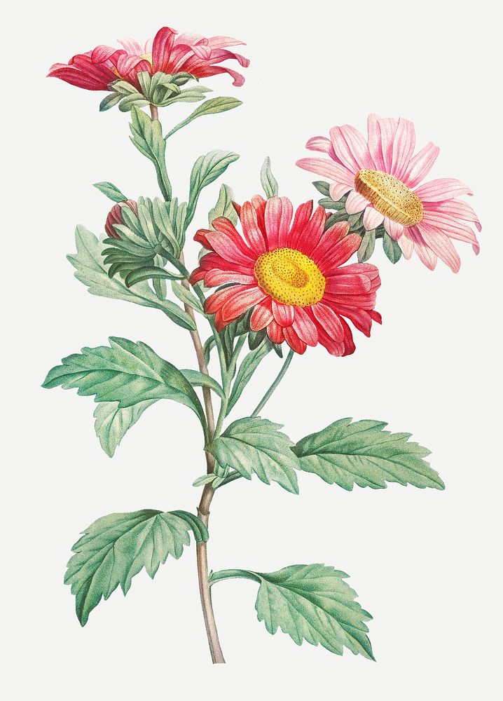 Vintage aster flowering plant illustration