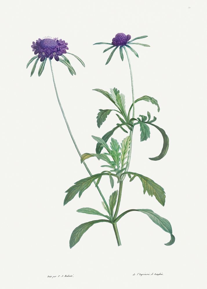 Allium atropurpureum from La Botanique de J. J. Rousseau by Pierre-Joseph Redout&eacute; (1759&ndash;1840). Original from…