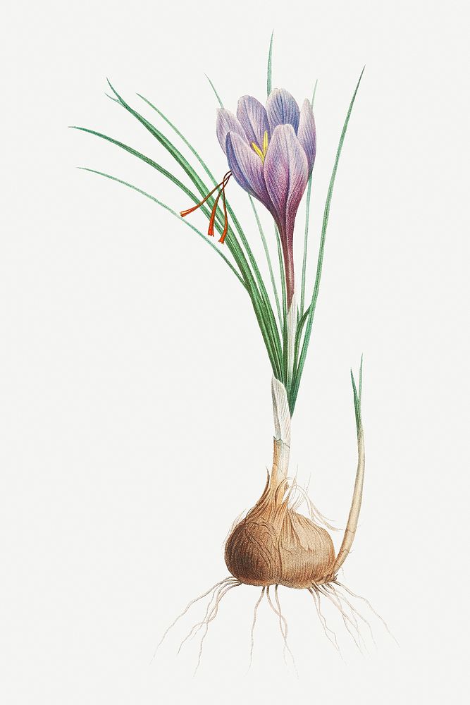 Vintage  blue Dutch iris illustration