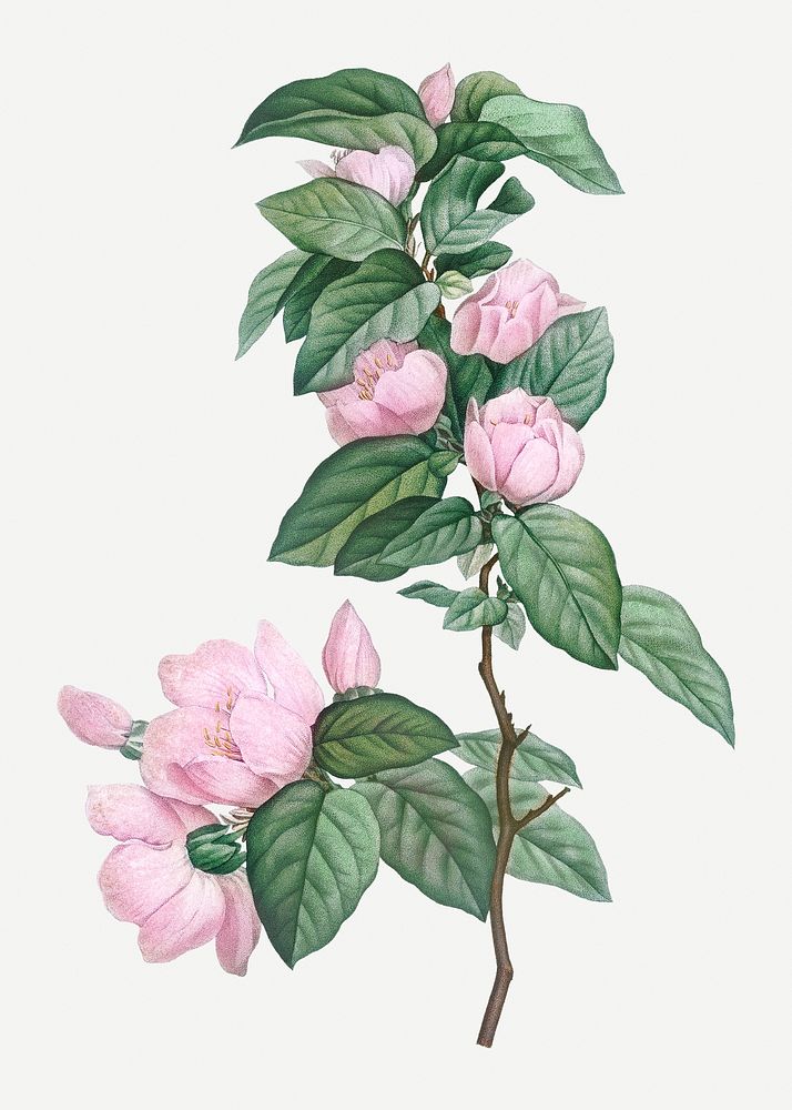 Vintage pale pink flowers illustration