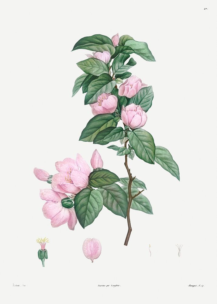 Pale pink flower from La Botanique de J. J. Rousseau by Pierre-Joseph Redout&eacute; (1759&ndash;1840). Original from the…