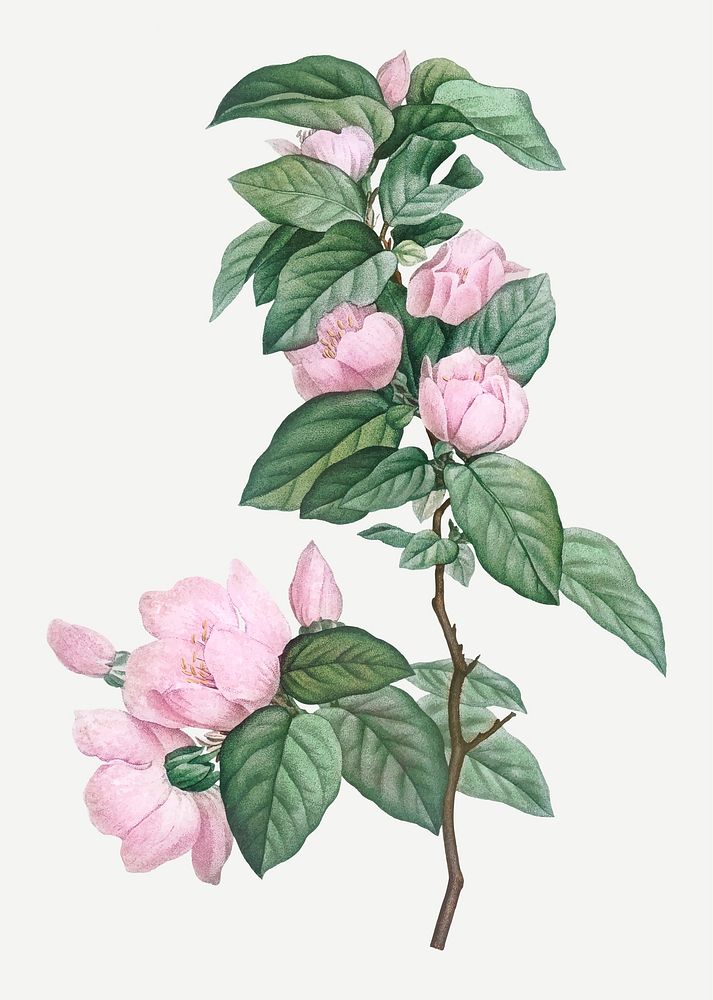 Vintage pale pink flowers vector