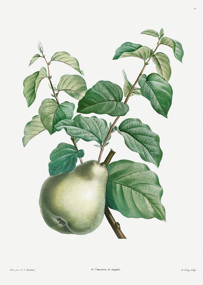 Pear fruit from La Botanique de J. J. Rousseau by Pierre-Joseph Redout&eacute; (1759&ndash;1840). Original from the Library…