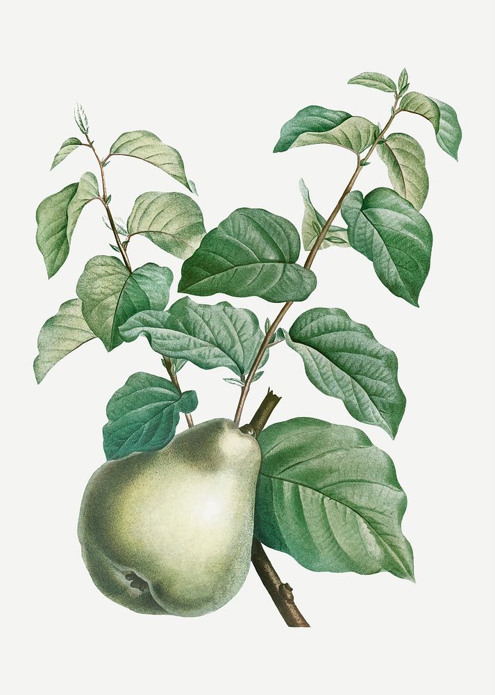 Vintage pear fruit vector