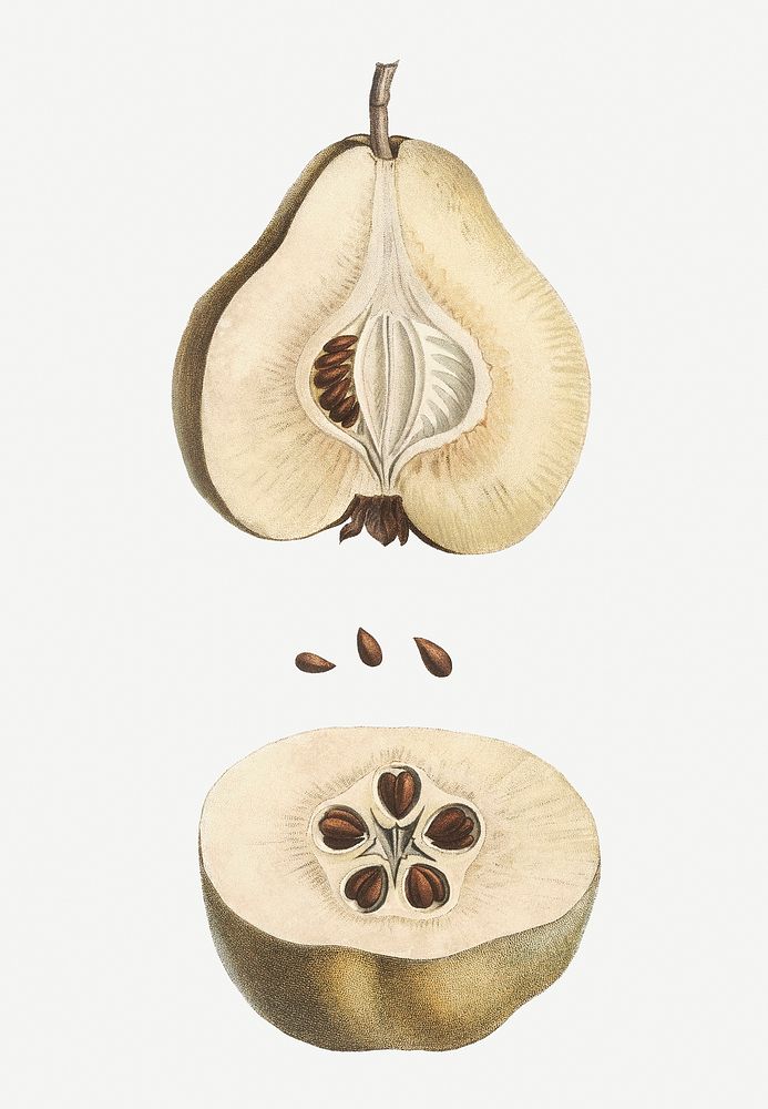 Vintage pear fruit illustration