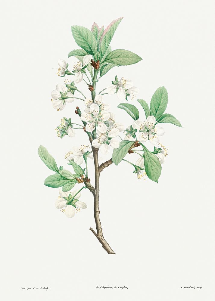 Plum Flower from La Botanique de J. J. Rousseau by Pierre-Joseph Redout&eacute; (1759&ndash;1840). Original from the Library…