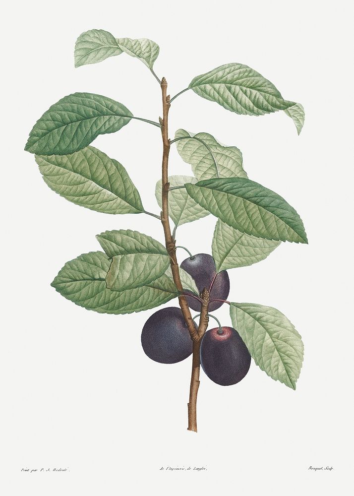 Prune fruit from La Botanique de J. J. Rousseau by Pierre-Joseph Redout&eacute; (1759&ndash;1840). Original from the Library…