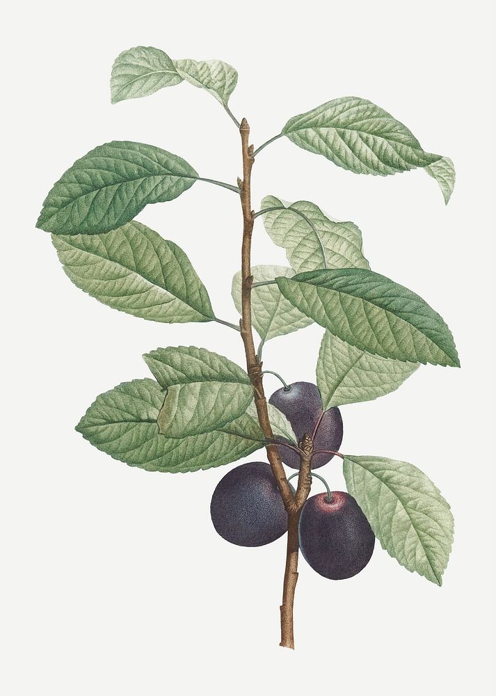 Vintage prune fruit vector