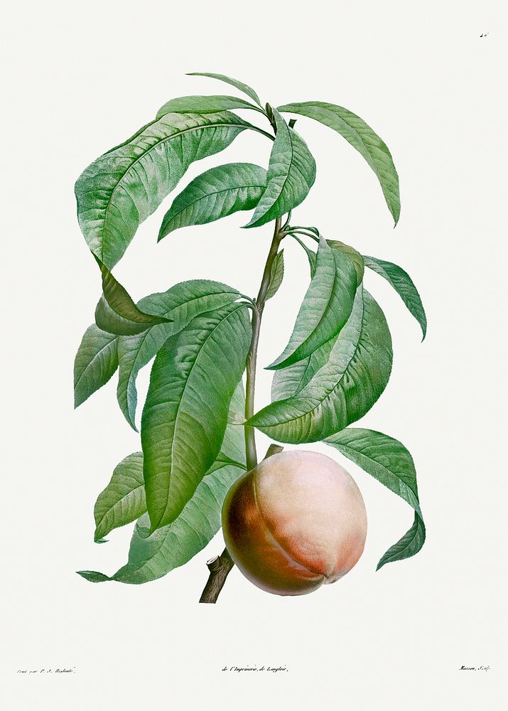 Peach from La Botanique de J. J. Rousseau by Pierre-Joseph Redout&eacute; (1759&ndash;1840). Original from the Library of…