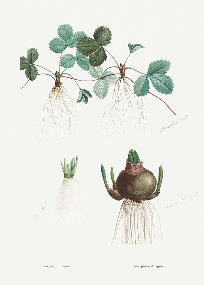 Botanical roots from La Botanique de J. J. Rousseau by Pierre-Joseph Redout&eacute; (1759&ndash;1840). Original from the…
