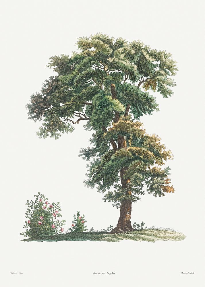 Tree from La Botanique de J. J. Rousseau by Pierre-Joseph Redout&eacute; (1759&ndash;1840). Original from the Library of…