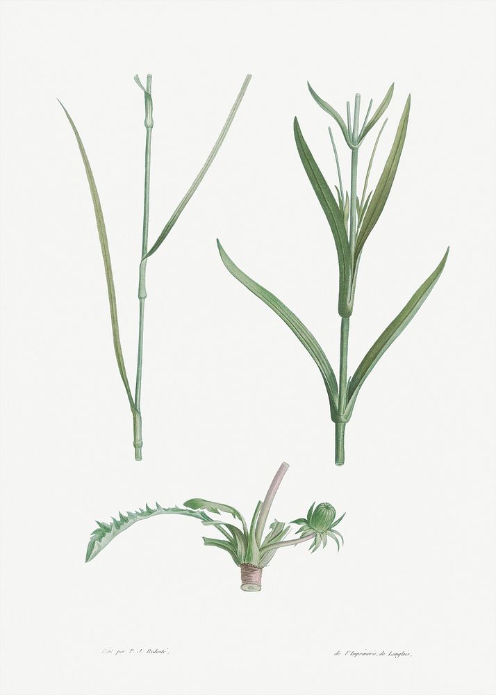 Plant stem from La Botanique de J. J. Rousseau by Pierre-Joseph Redout&eacute; (1759&ndash;1840). Original from the Library…