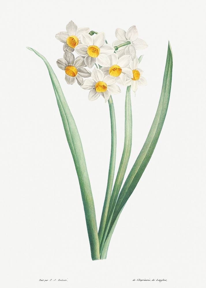 Narcissus from La Botanique de J. J. Rousseau by Pierre-Joseph Redouté (1759–1840). Original from the Library of Congress.…