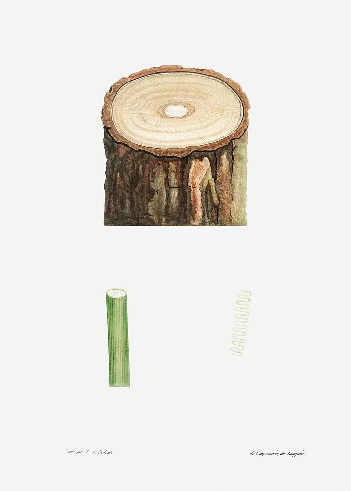 Tree stump and plant stem from La Botanique de J. J. Rousseau by Pierre-Joseph Redout&eacute; (1759&ndash;1840). Original…