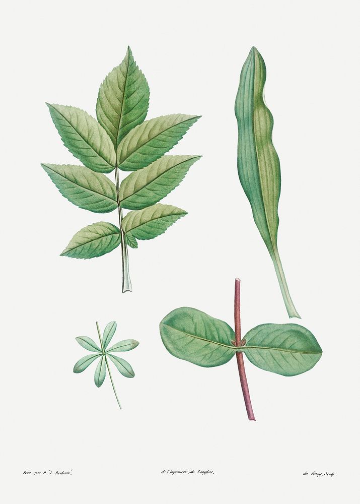 Tree leaves set from La Botanique de J. J. Rousseau by Pierre-Joseph Redout&eacute; (1759&ndash;1840). Original from the…