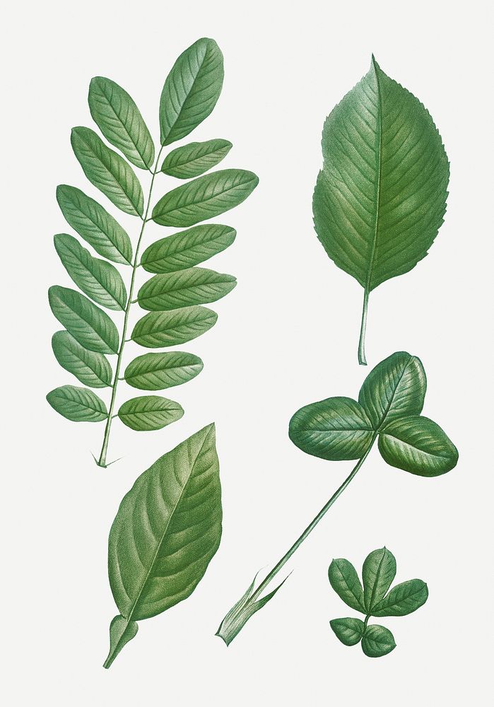 Vintage tree leaves set illustration