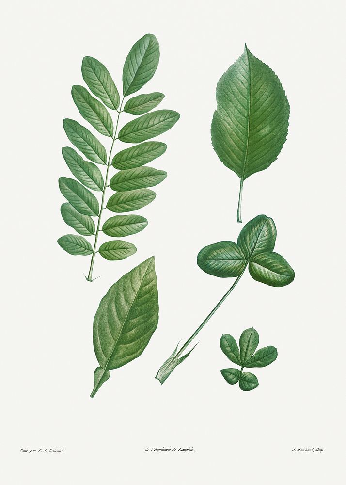 Tree leaf set from La Botanique de J. J. Rousseau by Pierre-Joseph Redout&eacute; (1759&ndash;1840). Original from the…