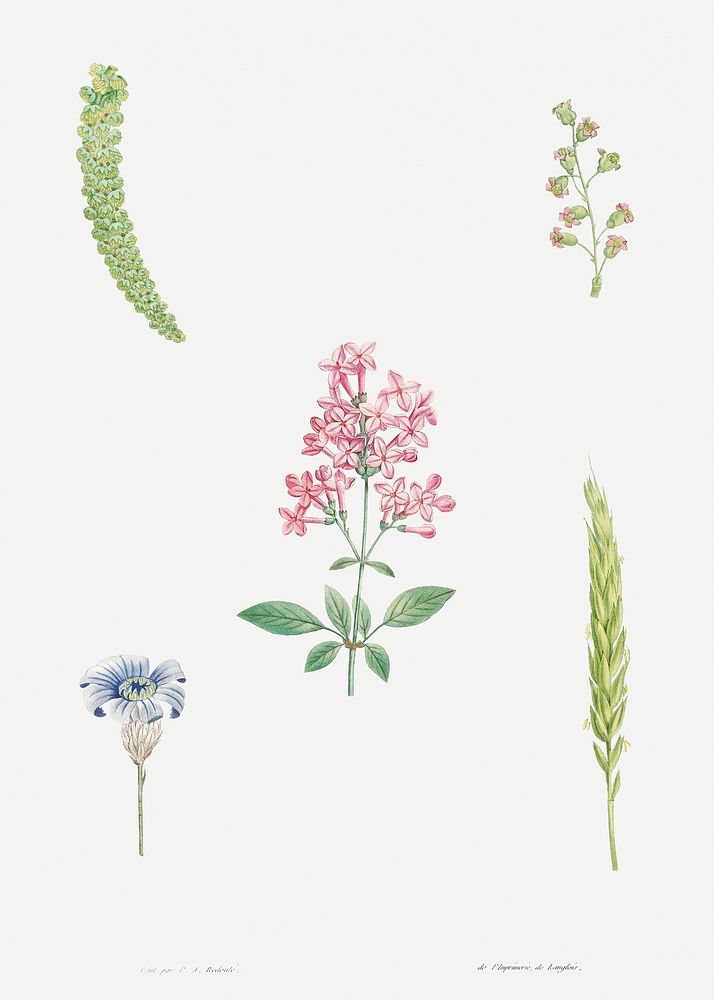 Flower set from La Botanique de J. J. Rousseau by Pierre-Joseph Redout&eacute; (1759&ndash;1840). Original from the Library…