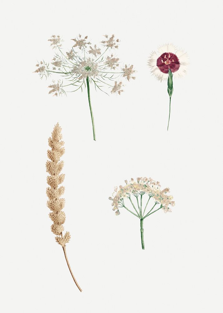 Vintage white flowers set illustration