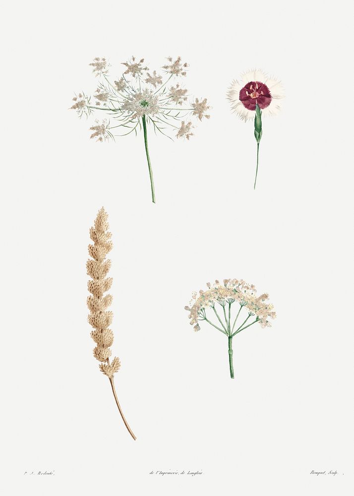 White flower set from La Botanique de J. J. Rousseau by Pierre-Joseph Redout&eacute; (1759&ndash;1840). Original from the…