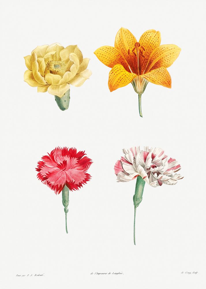 Flower set from La Botanique de J. J. Rousseau by Pierre-Joseph Redout&eacute; (1759&ndash;1840). Original from the Library…