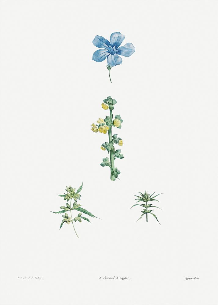 Flowers set from La Botanique de J. J. Rousseau by Pierre-Joseph Redout&eacute; (1759&ndash;1840). Original from the Library…
