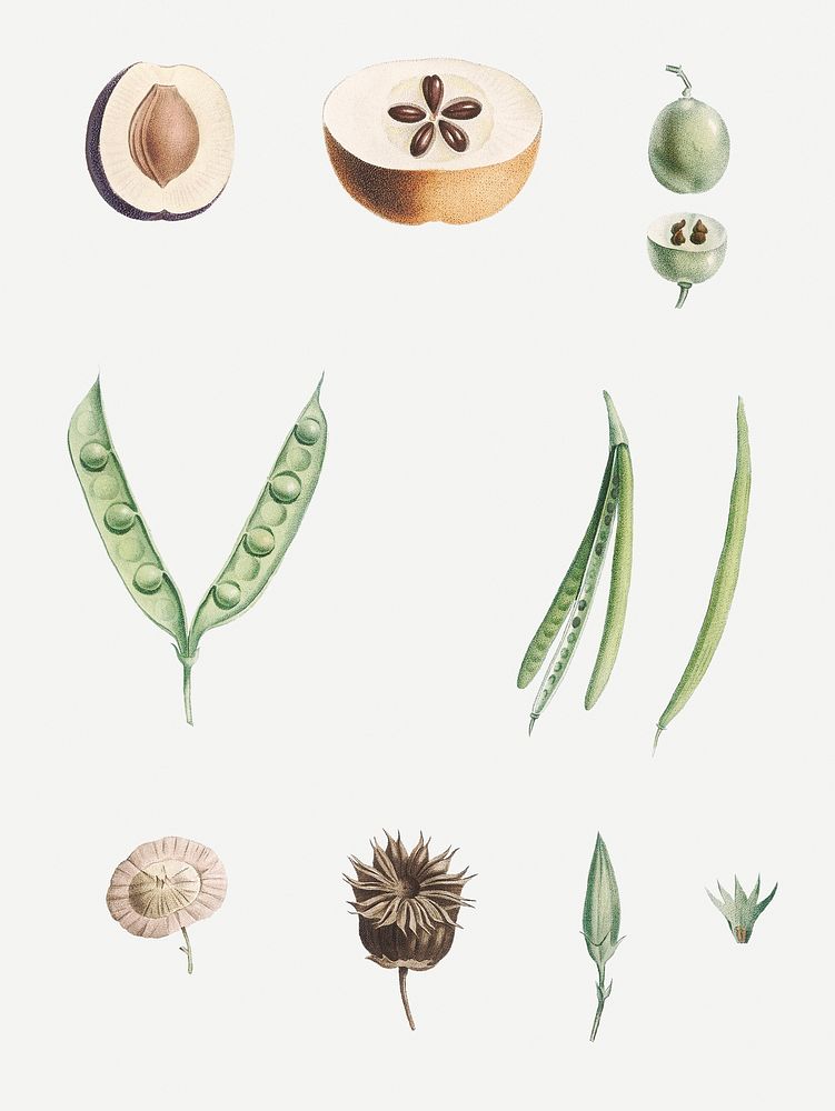 Vintage plants part illustration