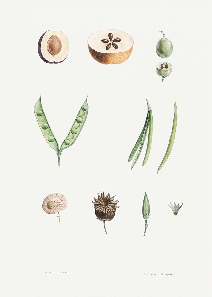 Plants part from La Botanique de J. J. Rousseau by Pierre-Joseph Redout&eacute; (1759&ndash;1840). Original from the Library…