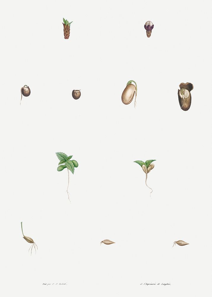 Sprout bud seed, Flush, Leaf, Plant, Flower, Tree, Plant Stem, Hypericum  transparent background PNG clipart | HiClipart