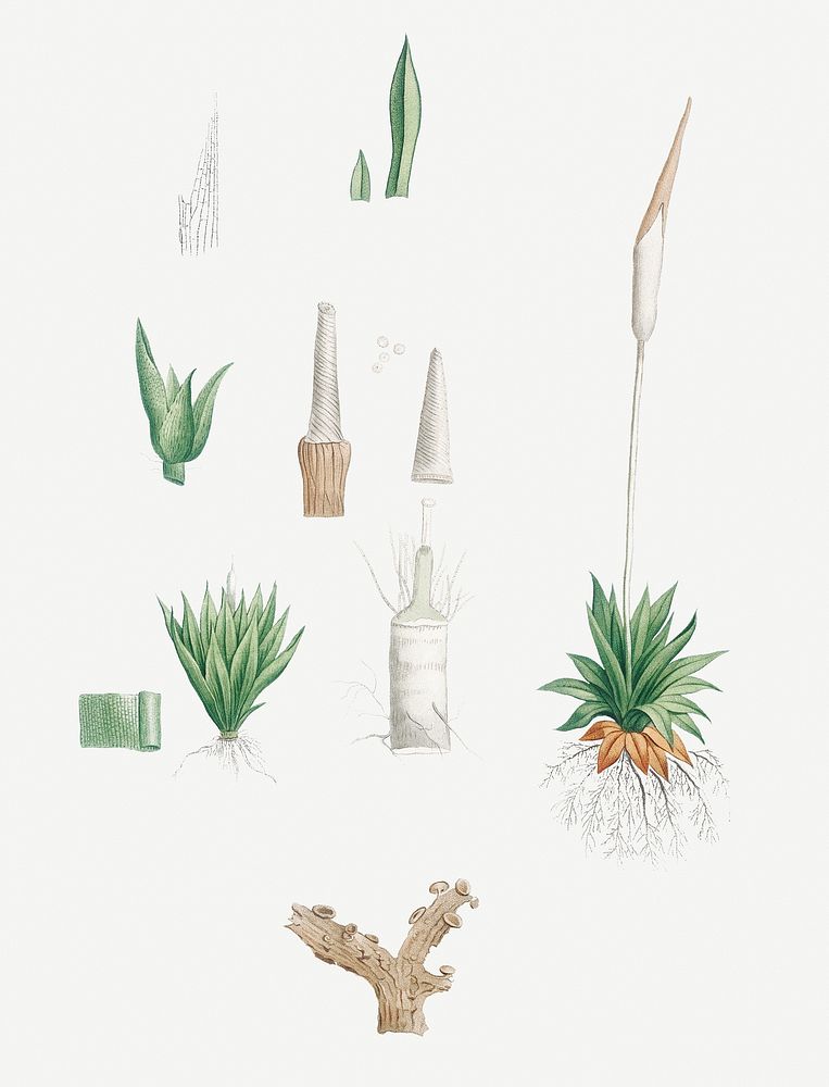 Vintage botanical roots and leaves set illustration