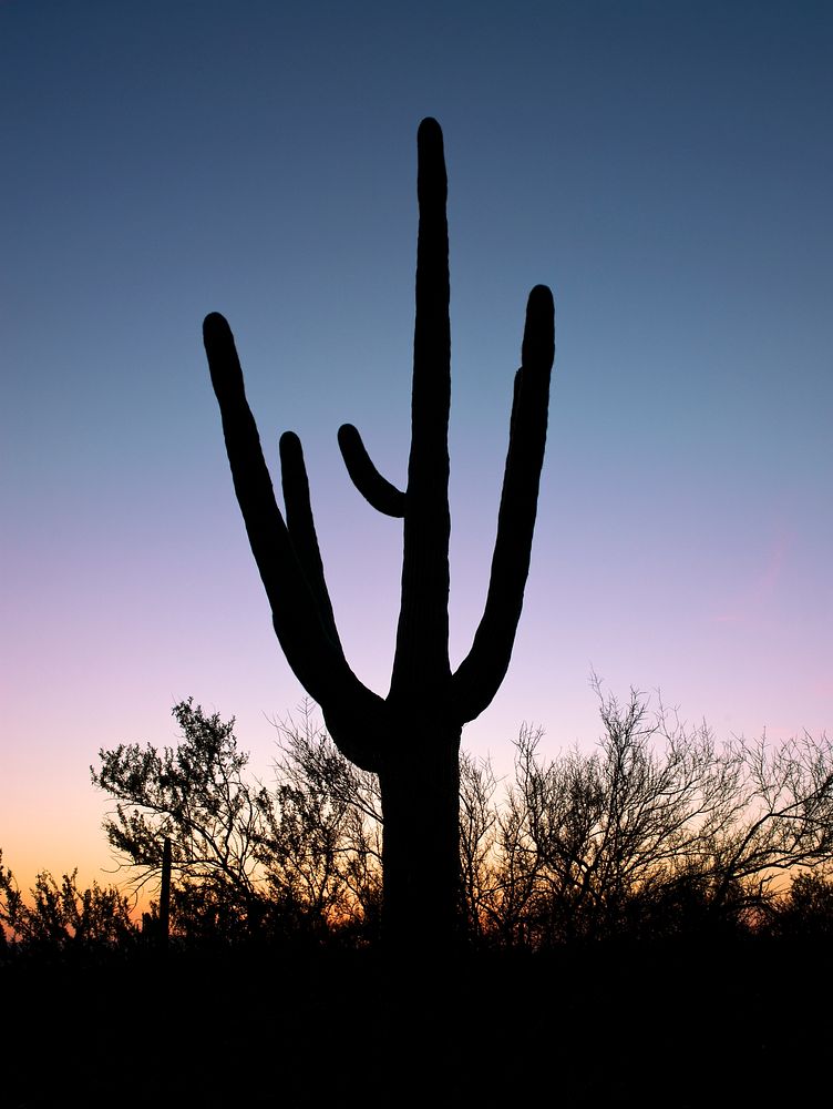 Saguaro Cactus near Tucson in Arizona, USA. Original image from Carol M. Highsmith&rsquo;s America, Library of Congress…